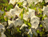"Quiet Radiance" by Robert Simone