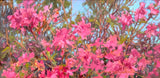 "Spring's Greeting" by Lori Keith Robinson